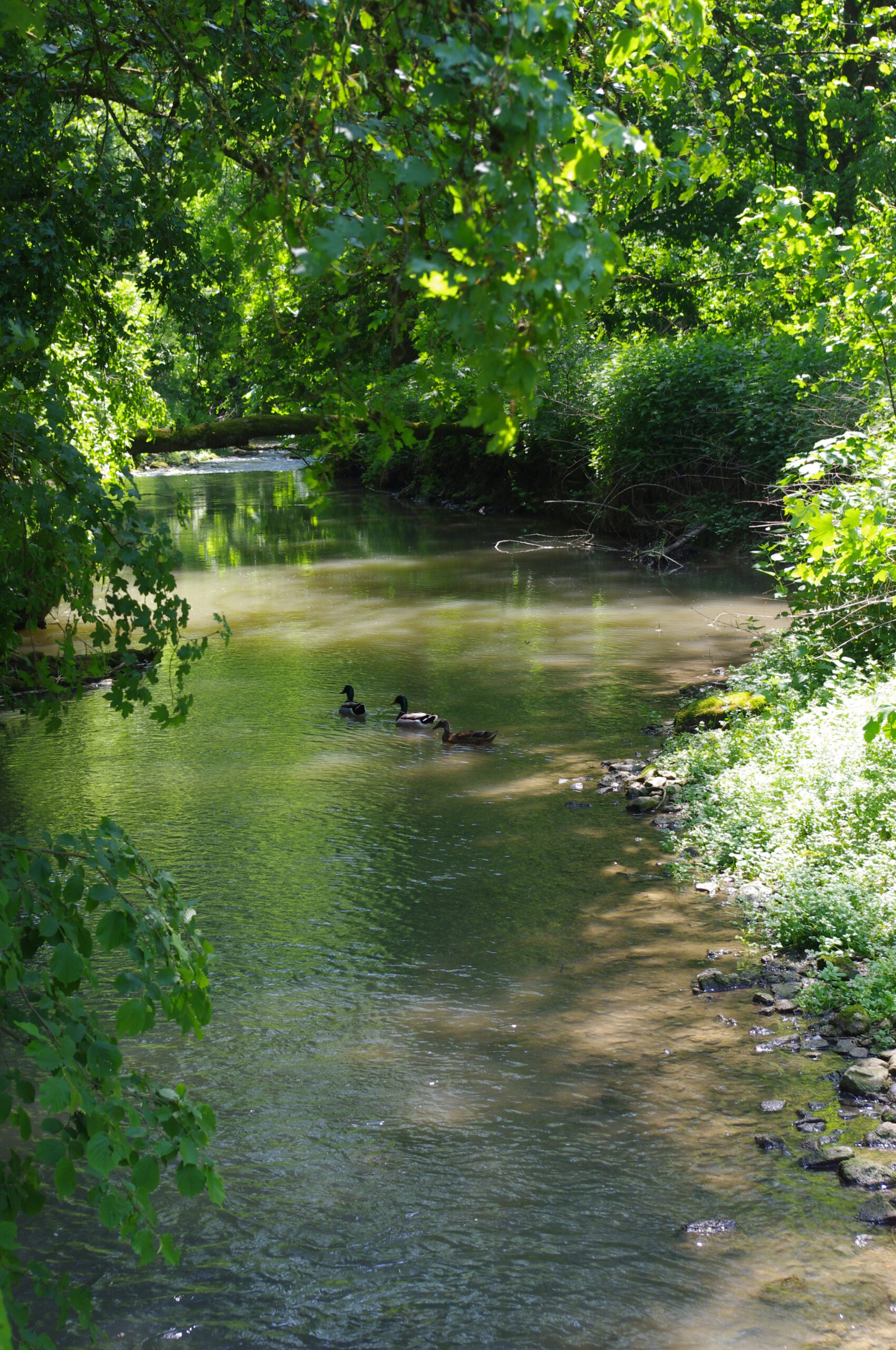 Erlenbach